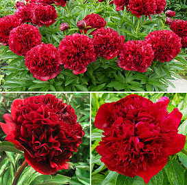 Пион лекарственный 'Ред Грейс'