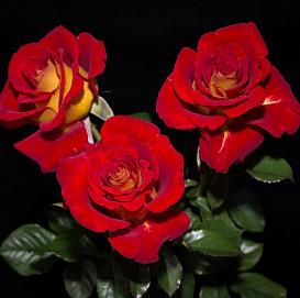 Роза 'Кетчап энд Мастед' (чайно-гибридная) (красная с желтым)