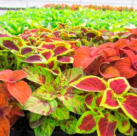 Колеус Блюма 'Визард' (смесь)