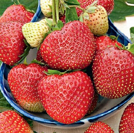 Земляника (клубника) 'Вивальди'