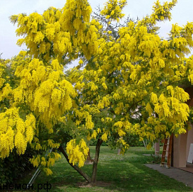 Акация серебристолистная (Мимоза желтая)