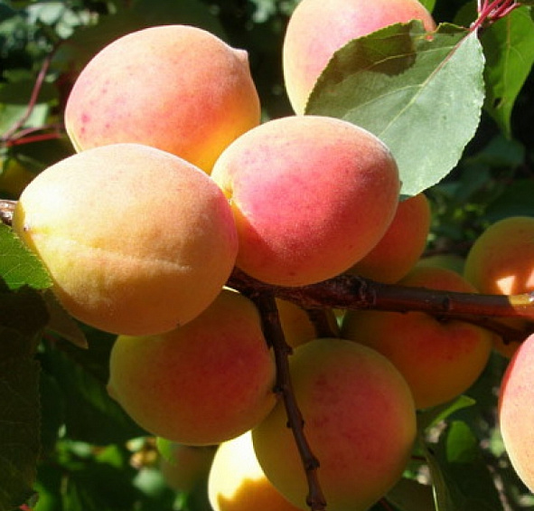 Абрикос 'Сюрприз'