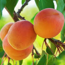 Абрикос 'Полесский урожайный'