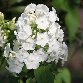 Флокс метельчатый 'Рембрандт'