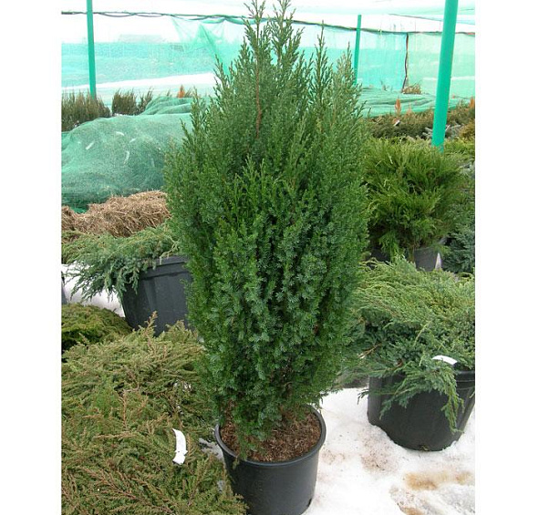 Можжевельник китайский 'Стрикта'