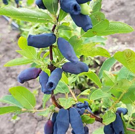 Жимолость съедобная 'Владыка'
