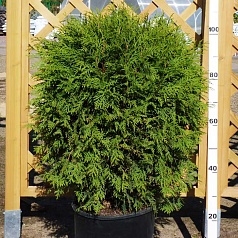 Туя западная 'Глобоза'