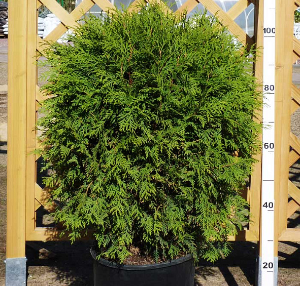 Туя западная 'Глобоза'