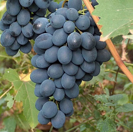 Виноград 'Августа'