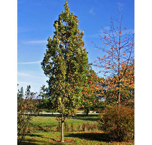 Дуб черешчатый 'Фастигиата'