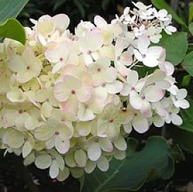 Гортензия метельчатая 'Харрис Сувенир'