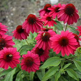 Эхинацея пурпурная 'Бая Бургунди'