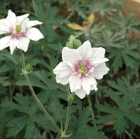 Герань луговая 'Алгера Дабл'