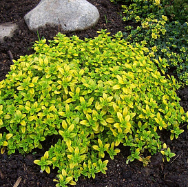 Тимьян лимоннопахнущий