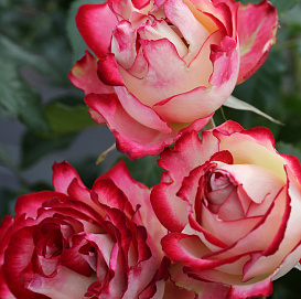 Роза 'Мауритус' (чайно-гибридная) (бело розовая)