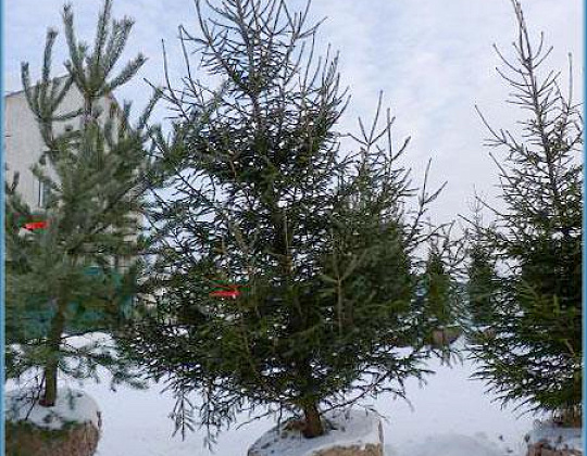 Фотоальбом Хвойные деревья с комом для зимней посадки. Ель, сосна. Фотография 9