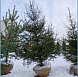 Фотоальбом Хвойные деревья с комом для зимней посадки. Ель, сосна. Фотография 9