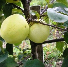 Яблоня домашняя 'Народное'