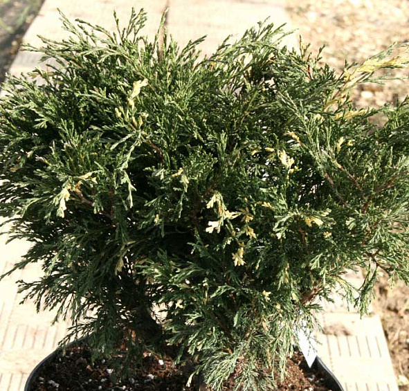 Можжевельник казацкий 'Вариегата'