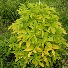 Бузина красная 'Плюмоза Аурея'