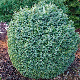 Ель ситхинская 'Тенас'