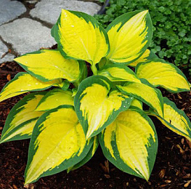 Хоста гибридная (вздутая, волнистая) 'Оранж Мармелейд'