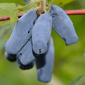 Жимолость съедобная 'Ароматная'