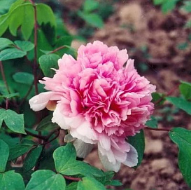 Пион древовидный (розовое серебро и золотая рыбка) 'Йин фен джин ли' (розовый)