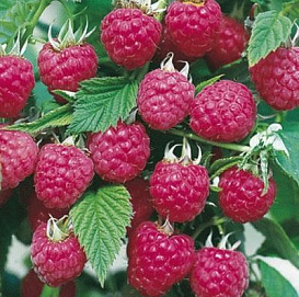 Малина 'Ласка'