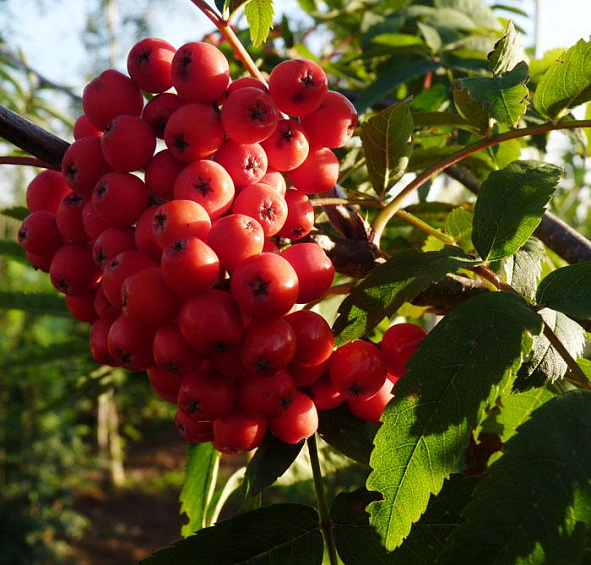 Рябина обыкновенная 'Эдулис'