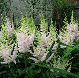 Астильба китайская 'Милк энд Хоней' (розовый)