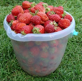Земляника (клубника) 'Редгонтлит'
