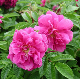 Роза 'Ханза' (парково-кустовая) (пурпурно-красные)