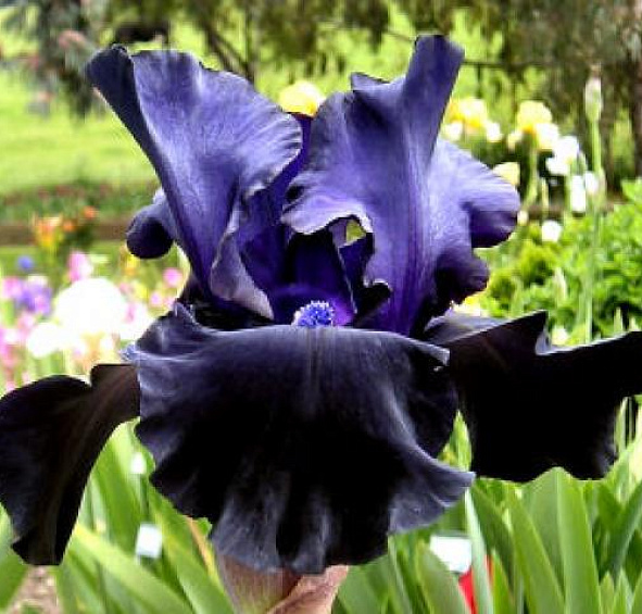 Ирис германский (бородатый) 'Блэк Дрэгон' 