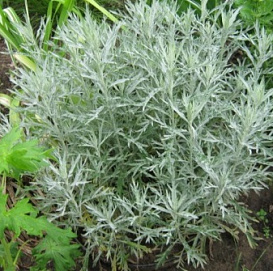 Полынь Людовика