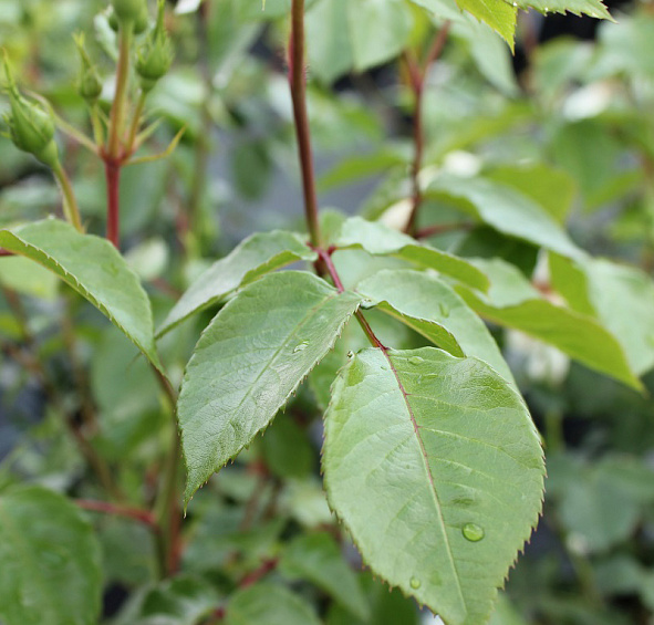 Роза 'Лемон Романтика' (флорибунда) (белая)