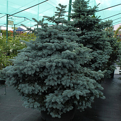 Ель колючая 'Монтгомери'