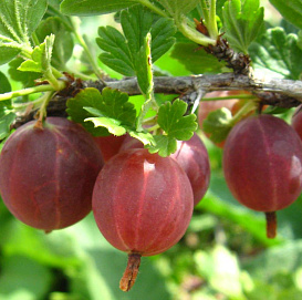 Крыжовник 'Краснославянский'