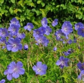 Герань гималайская