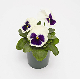 Виола Виттрока 'Инспайр Уайт Плюс' (белая с фиолетовым)