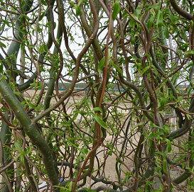 Ива извилистая