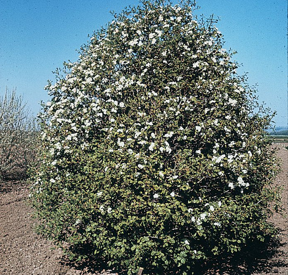 Боярышник Арнольда