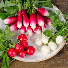 Семена Редис