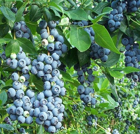 Голубика высокорослая 'Патриот'