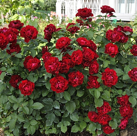 Роза 'Омаж а Барбара' (флорибунда) (темно красная)