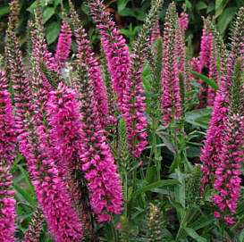 Вероника колосковая (розовая)