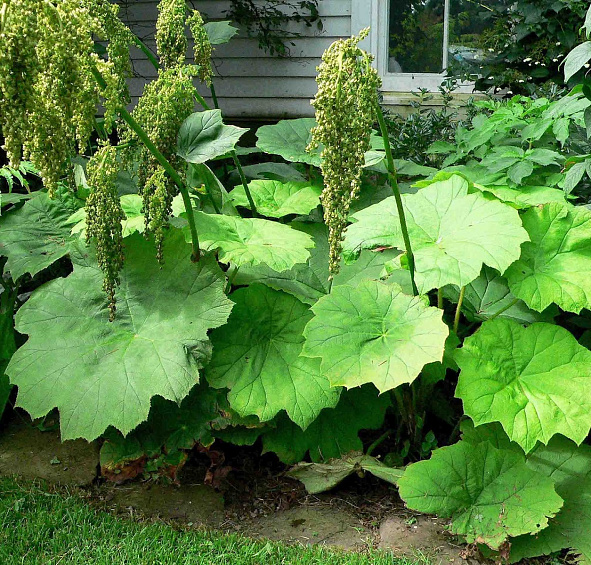 Астильбоидес пластинчатый