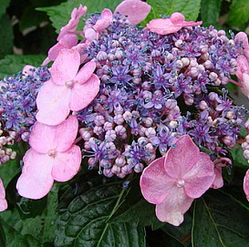 Гортензия крупнолистная 'Эндлесс Саммер Твисн энд Шаут'