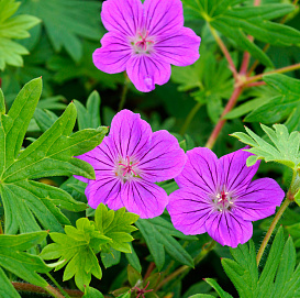 Герань гибридная 