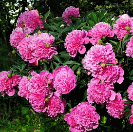 Пион молочноцветковый 'Гейбордер Джун' (розовый)